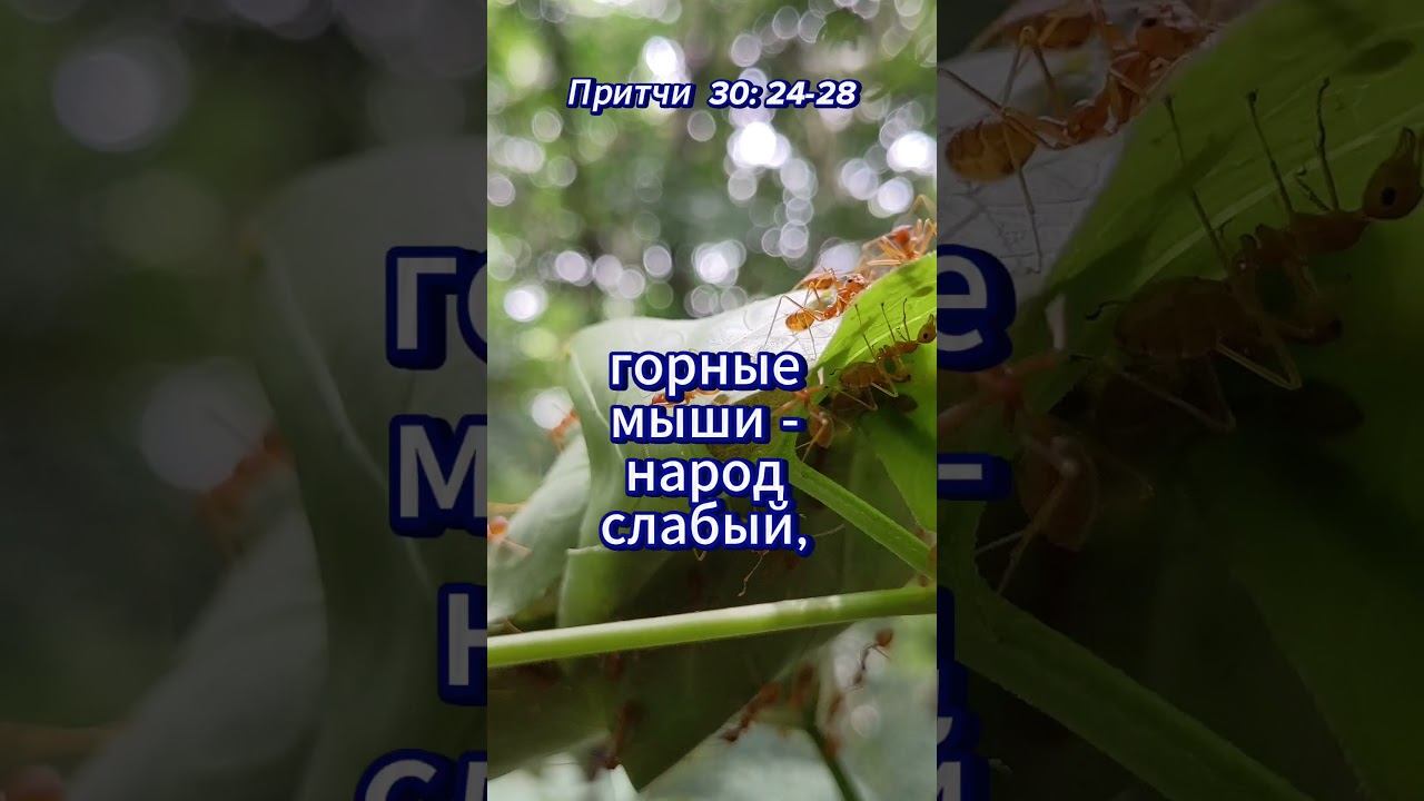 #shorts Притчи 30 :24 -28 смотреть онлайн