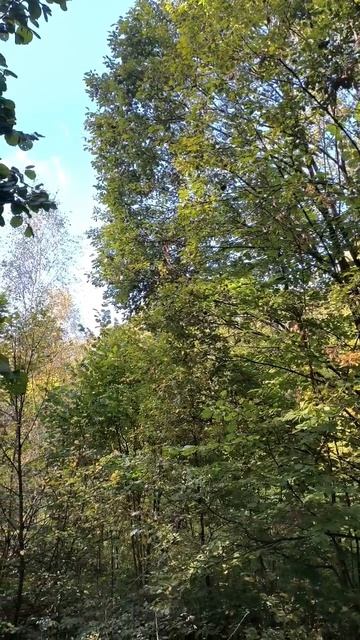 Лес в начале осени смотреть онлайн