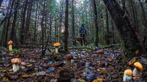 ЭТИ ГРИБЫ ТОЧНО СВЕДУТ МЕНЯ С УМА! МОЛОДОЙ ЕЛЬНИК СНОВА МАНИТ СВОИМИ ДАРАМИ | ФЕЕРИЧНЫЕ НАХОДКИ!