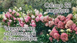 Цветение гортензий в сентябре. Обзор 22 сортов