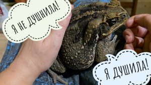 Кормим гигантскую ручную жабу. Сова Ёль узнаёт новое про стальные стяжки и опасный собачий виноград