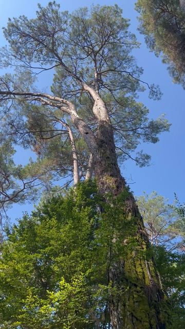 Реликтовые сосны