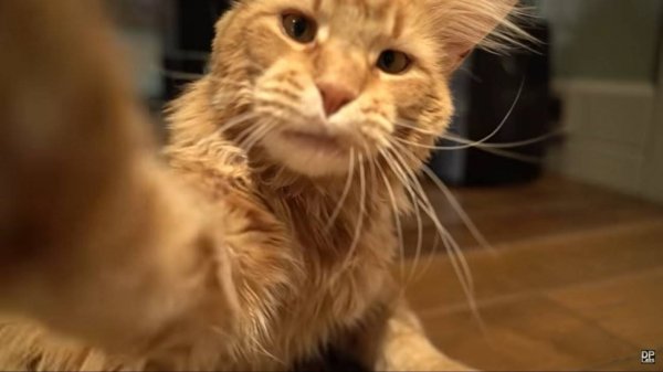 Конкурс для инженеров от DPLabs