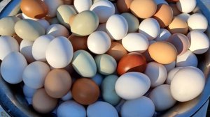 ДОБАВИЛ В КОРМ, НЕ ЗНАЮ КУДА ДЕВАТЬ ЯЙЦО!!!