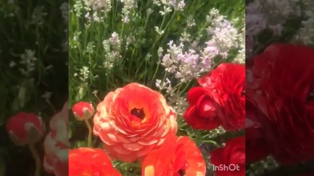 Красота природы под приятную музыку!