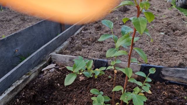 Посадка 3хлетнего саженца голубики.