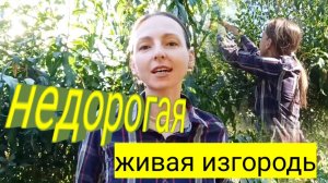 ЖИВАЯ ИЗГОРОДЬ ИЗ БИРЮЧИНЫ: ПОСАДКА, УХОД, ОБРЕЗКА - ОТЛИЧНОЕ РЕШЕНИЕ ДЛЯ ДАЧИ