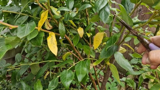 Обрезка 6-летнего куста голубики сорта Дюк.