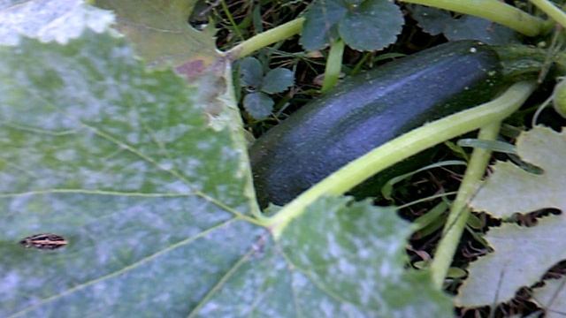 Обзор нашего кабачка №3 - Цукеша