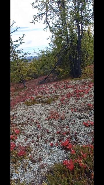 Север Чукотка