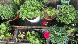 Пеларгония спустя две недели после обрезки. Маточники цветов для дальнейшего размножения.