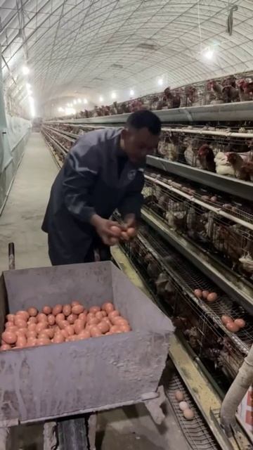 Догадались бы так с яйцами?