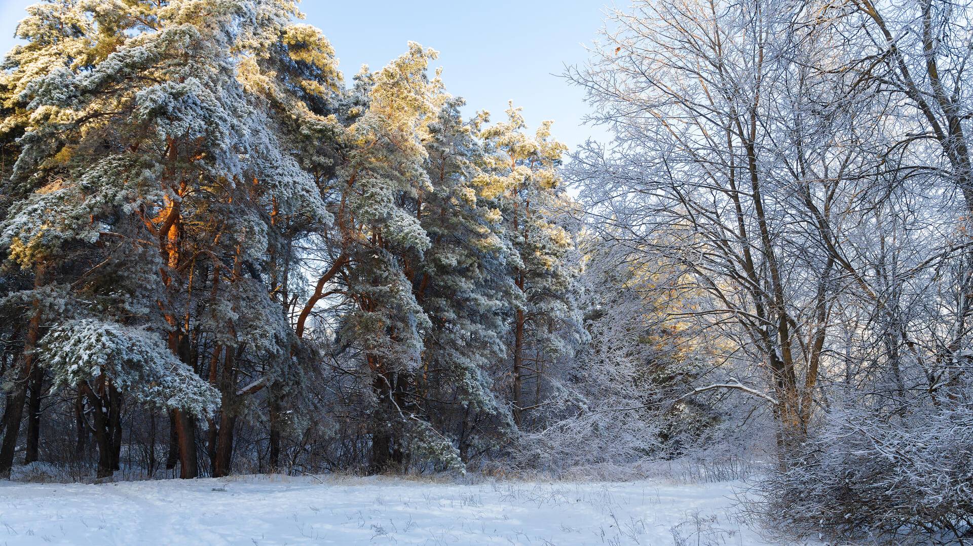 mortification-necromanicide смотреть онлайн