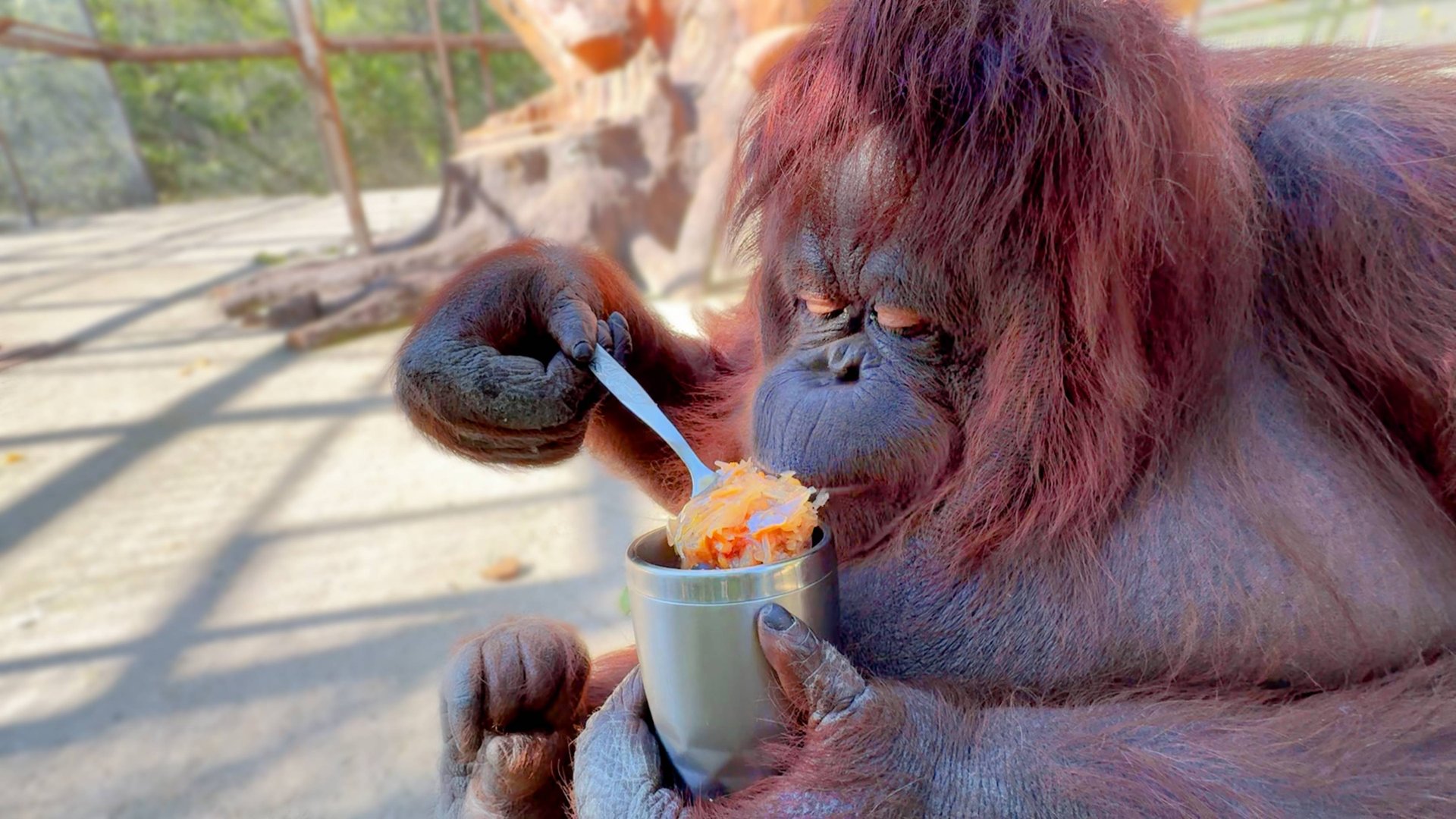 УНИКАЛЬНО! Дана САМА ЕСТ БОРЩ ЛОЖКОЙ! Порадовали орангутана в отсутствии Олега Зубкова! смотреть онлайн