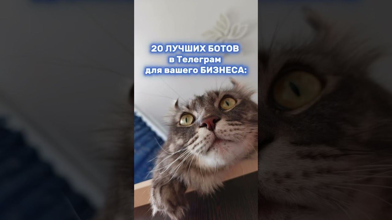 20 ботов для бизнеса смотреть онлайн