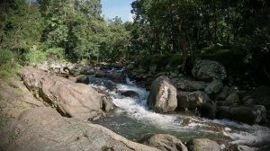 🐦Целебная вода горной реки с пением птиц, Пение птиц для расслабления, снятия тревоги и стресса