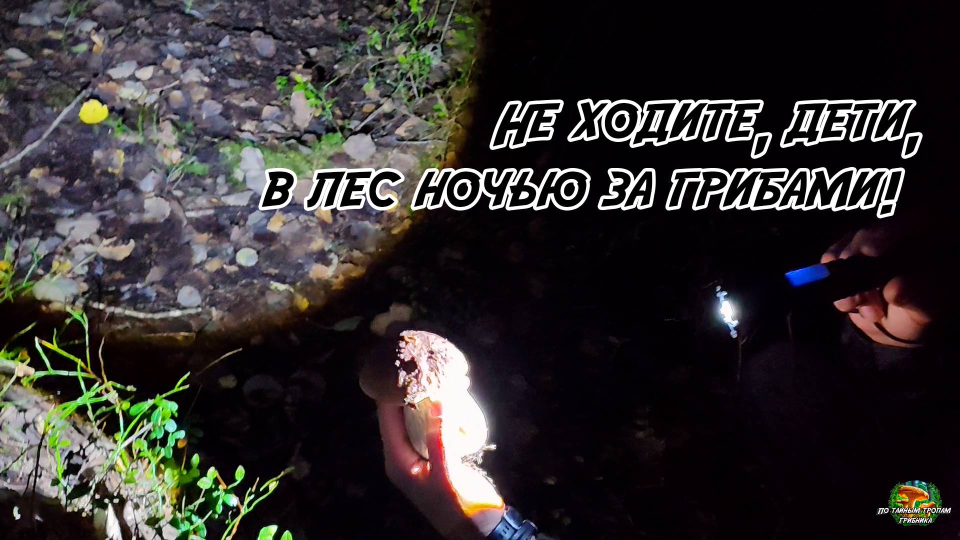 Не ходите, дети, в лес ночью за грибами!Белые, подосиновики и лисички-трубчатые и не только26.09.25 смотреть онлайн