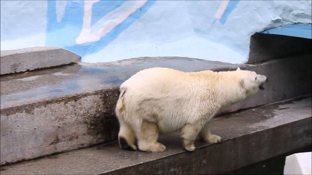 Герда в своём вольере после ремонта 24.09.2025 смотреть онлайн