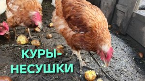 Куры-несушки Можно ли давать картофель курам и как правильно это сделать