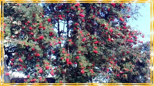 Я пришлю тебе осень…