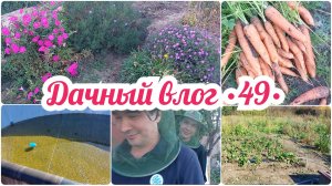 ПОМЫЛА И РАЗОБРАЛИ БАССЕЙН 🔥 УБОРКА ТРАВЫ НА УЧАСТКЕ // ВЫКОПАЛА МОРКОВЬ // СПАСАЕМСЯ ОТ МОШЕК