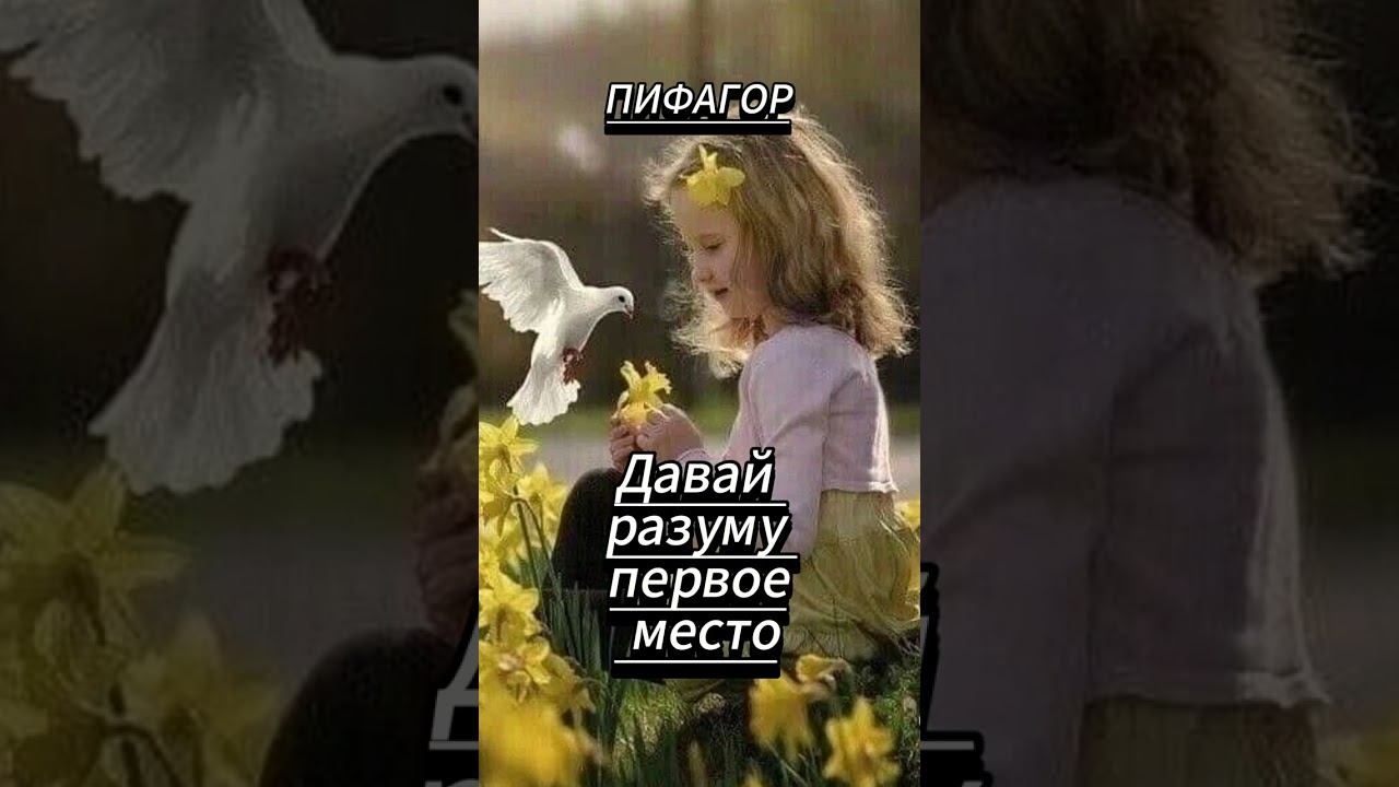 #shorts Все исследуй... ПИФАГОР смотреть онлайн