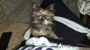 ✨️Вот так и живём ✨️День наполнен заботами✨️Жизнь станичная✨️