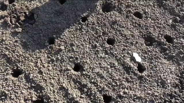 Посадка чеснока