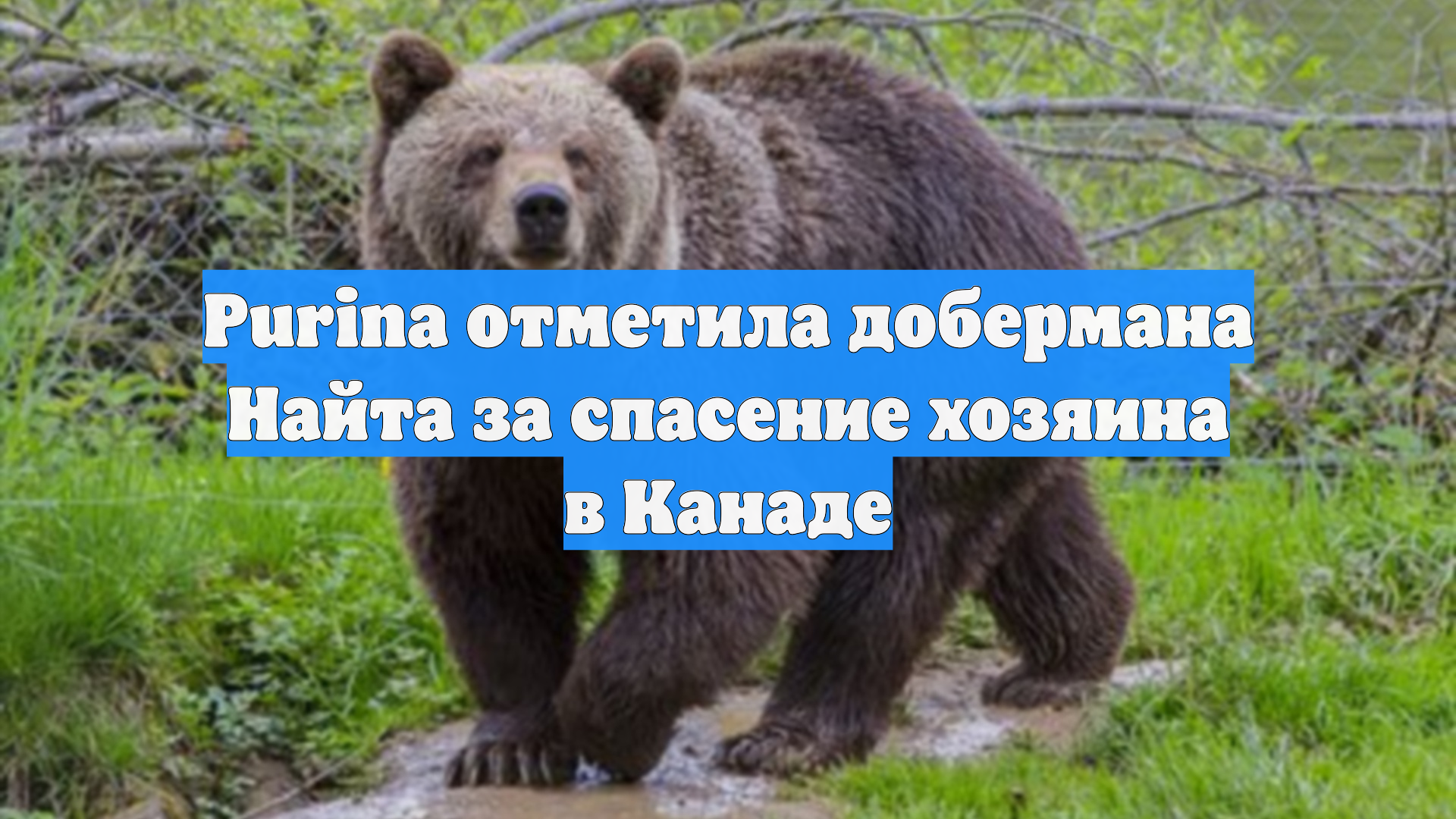 Purina отметила добермана Найта за спасение хозяина в Канаде