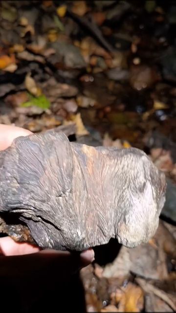 Ископаемая губка Хаететес.mp4