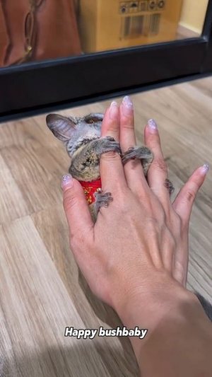 Смешные животные