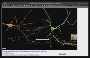 нейронные сети - модель нейрона чуть-чуть более фундаментально рассказали