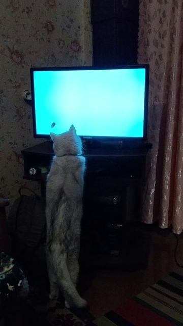 Кот ловит рыб и мух в телевизоре смотреть онлайн