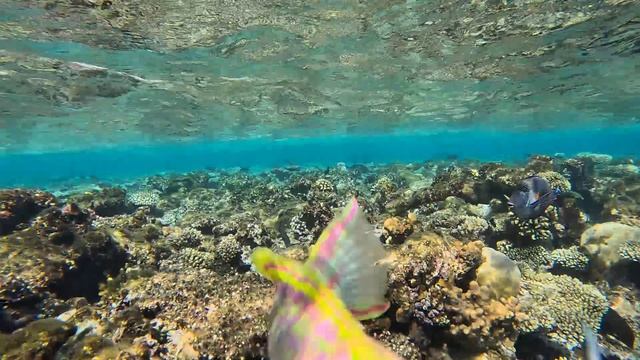 Подводный мир