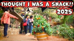 Bushman Prank_ Courage to be Different (orange edition) 2025