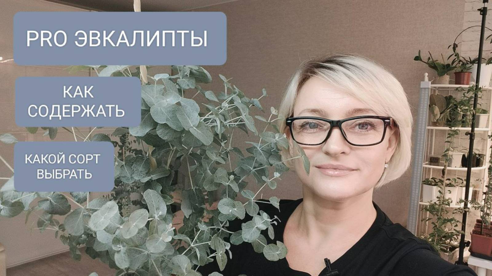 🔵🟢ВСЁ PRO ЭВКАЛИПТЫ. СОДЕРЖАНИЕ. ВЫБОР СОРТА. #plants #эвкалипт смотреть онлайн