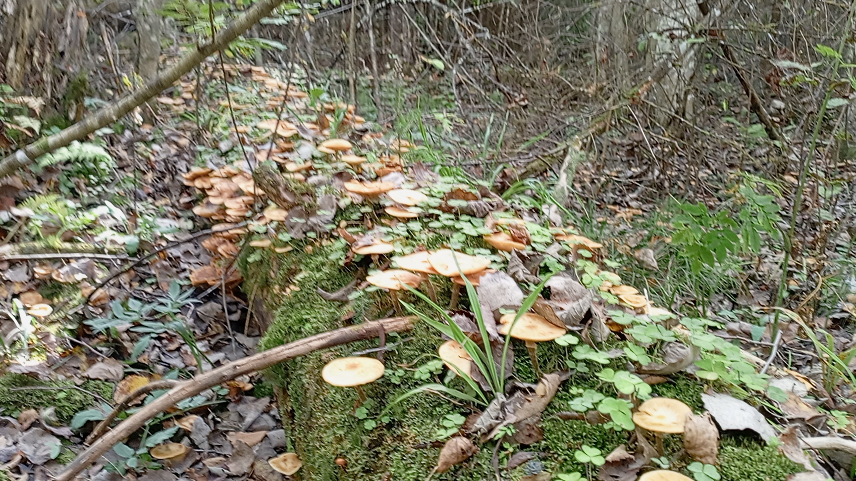 Сбор Осенних Опят смотреть онлайн