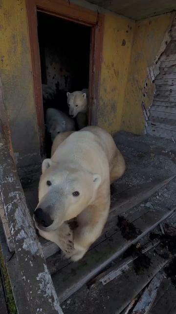 Новые жильцы смотреть онлайн
