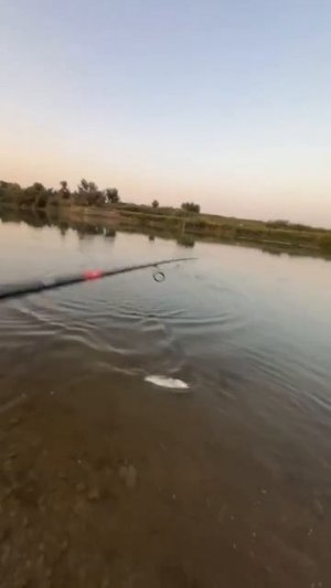 Клип @zatropheem