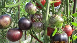 Томат Клубничный водопад в теплице 25 сентября. Подробный обзор сорта.