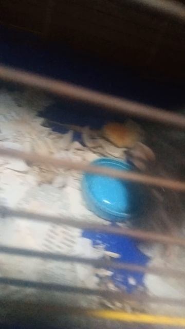 крыска хехе))) смотреть онлайн