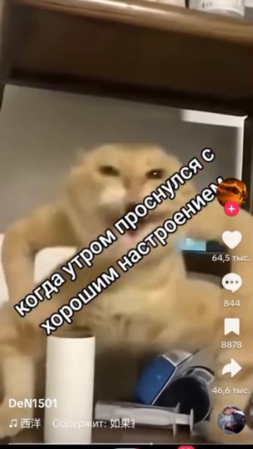 кот флэкс