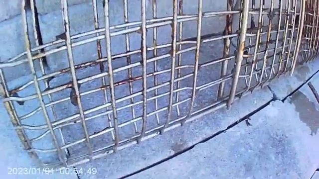 Реальный день кота смотреть онлайн