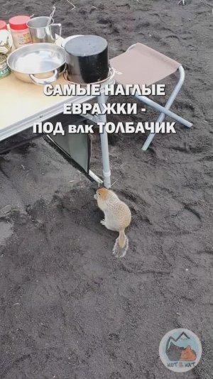 Самые наглые евражки тут
