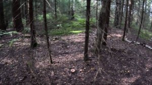 Обошел болото и нашел место, где любят расти грибы волнушки