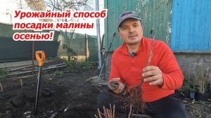 Осенняя посадка малины в саду секреты максимального урожая.
