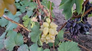 НОВИНКИ НА ПРИВИВКАХ 2025Г!!! 
(Второй участок).