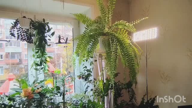 📣Продажа цветов.🌳🌷 ИЗЛИШКИ.🔥🔥🔥