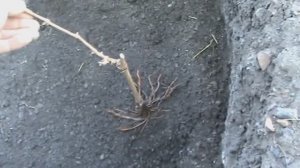 Виноград. Посадка саженцев на постоянное место