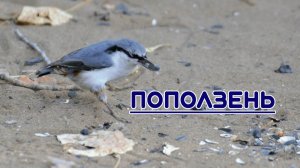 Поползень. Наблюдаем за поползнем обыкновенным. Птицы России. Ямщик. Воробьинообразные. Орнитология